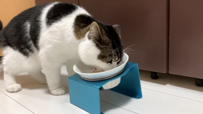 青い台に乗ったお皿に顔を近づける猫
