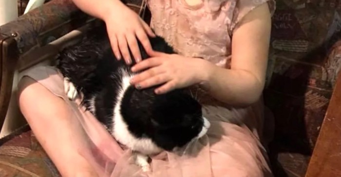 少女の膝にハチワレ猫