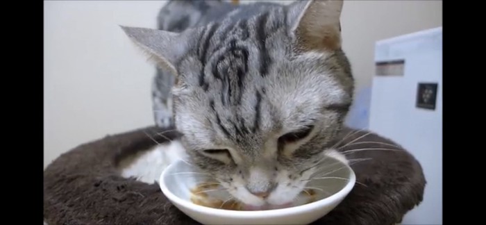 おやつを食べる猫