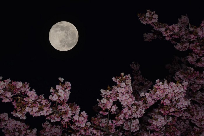月と満開の桜