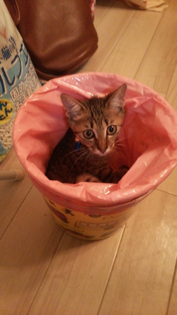 ゴミ箱の中の猫