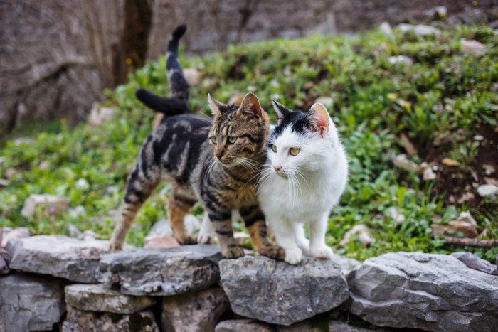 石垣の上にいる2匹の猫