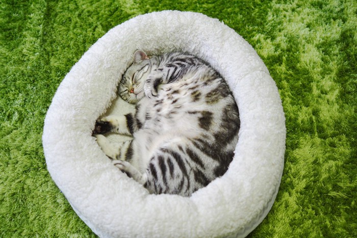 ベッドで丸くなる猫
