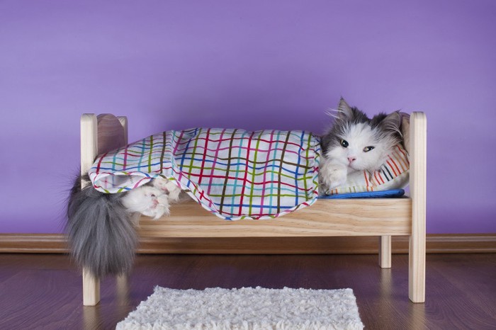 猫用ベッドで寝ている長毛猫