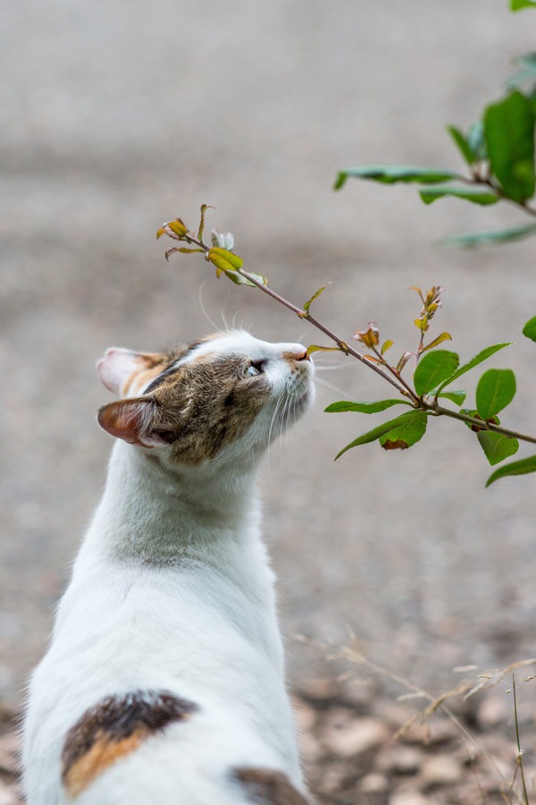 植物を嗅いでいる猫