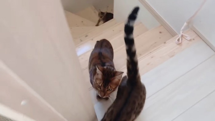 階段を登ってくる猫たち