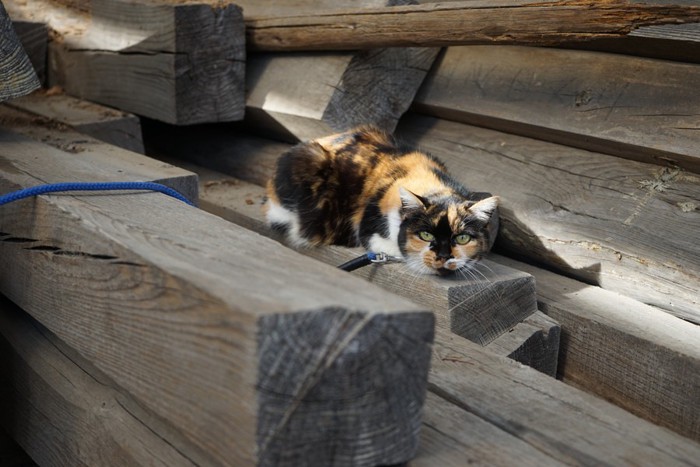 木材置き場の三毛猫