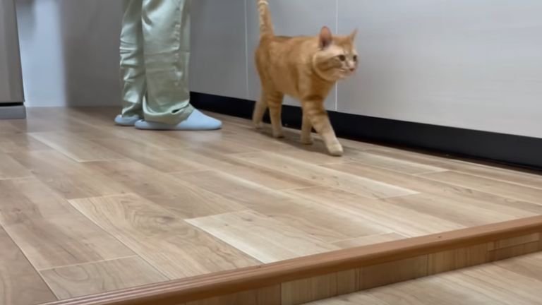 キッチンを歩く猫