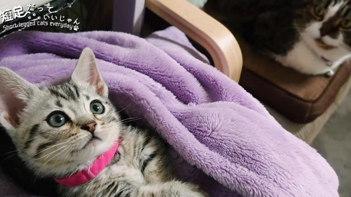 毛布に包まる子猫