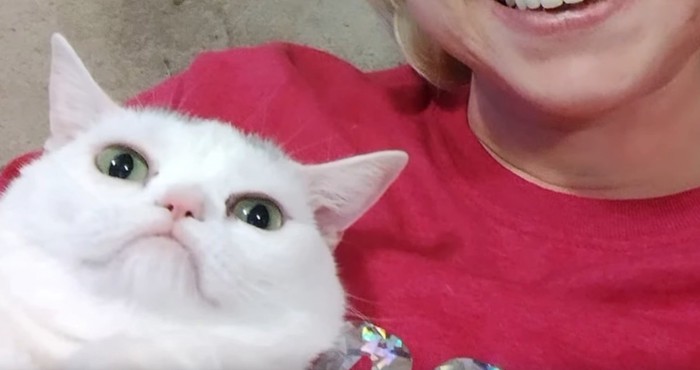 赤いシャツの人に抱っこされる白い猫