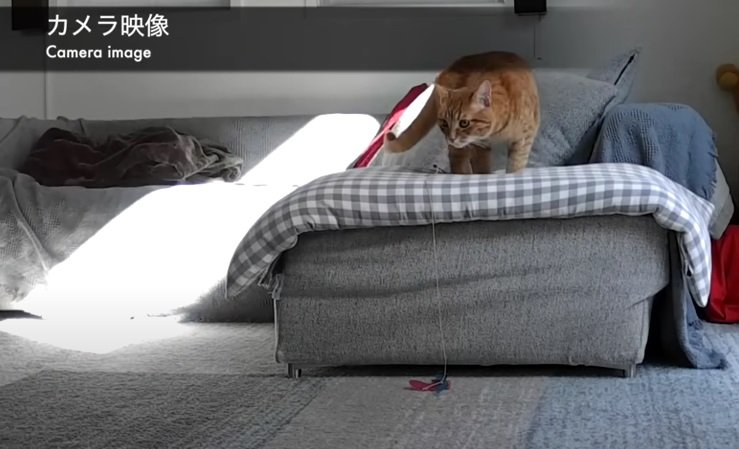 ソファーの上の猫