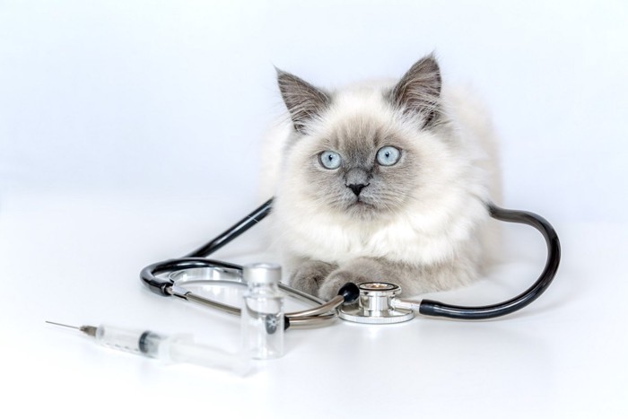 猫と聴診器と注射