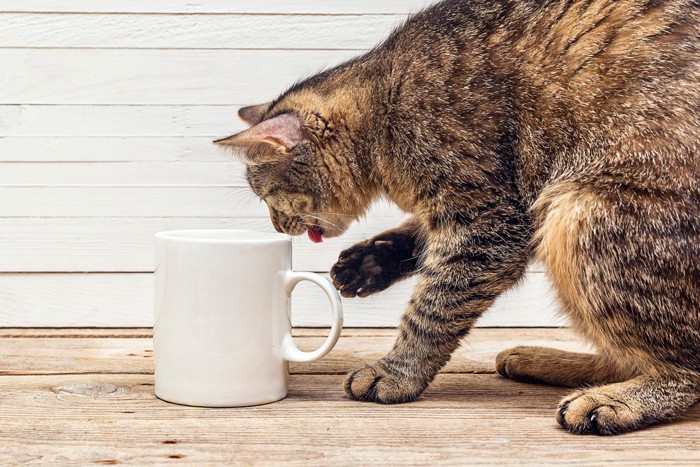 カップから水を飲む猫
