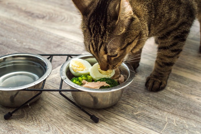 卵や野菜の入ったごはんを食べる猫