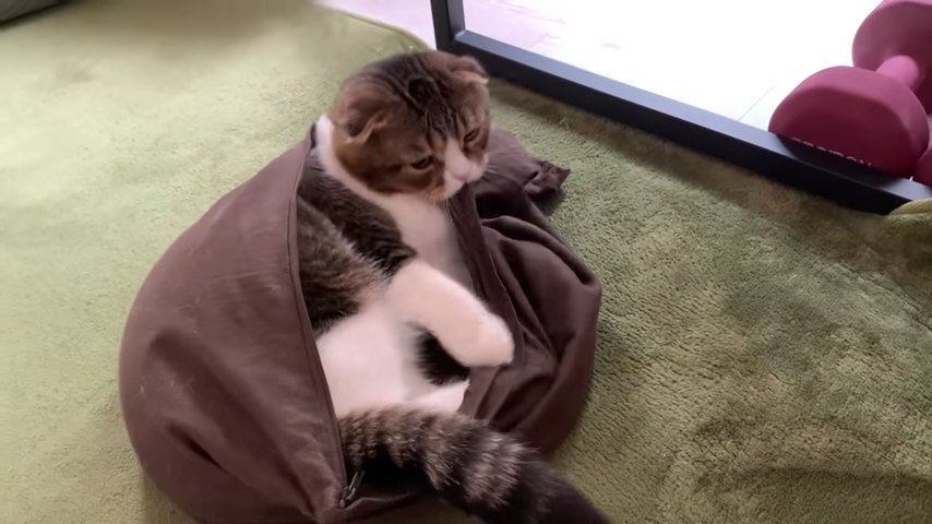 枕カバーを噛む猫