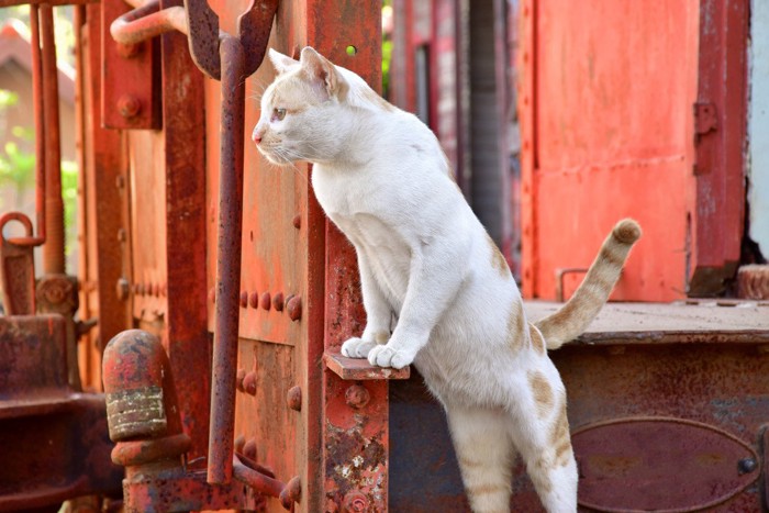 鉄板に手をついてのぞく白っぽい猫
