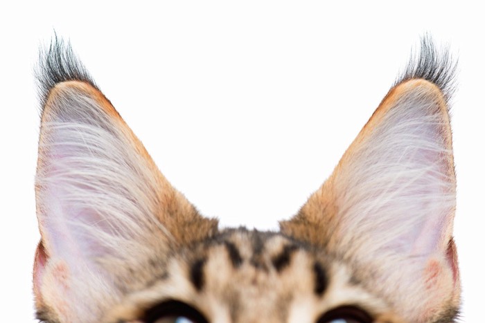 猫の耳のアップ