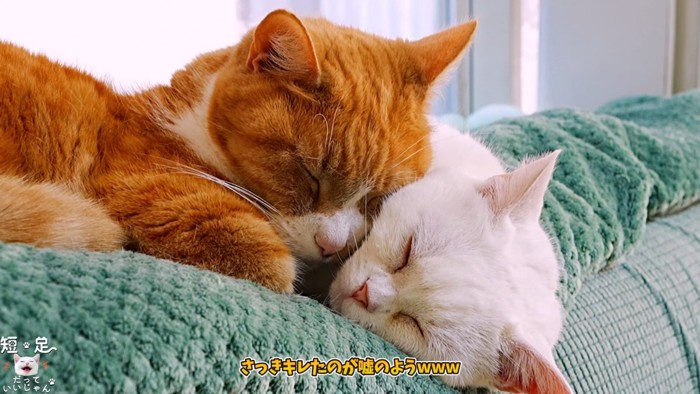 顔を寄せて寝る2匹の猫