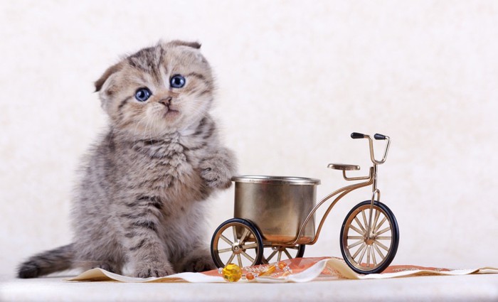 子猫と自転車