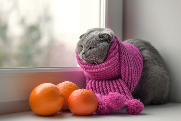窓辺の猫とオレンジ