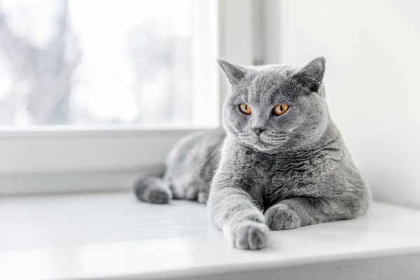 窓際にいる灰色猫