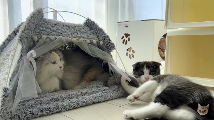子猫とテントの中の猫