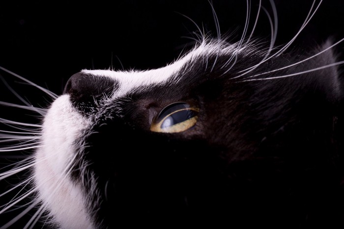 黒白の猫の顔