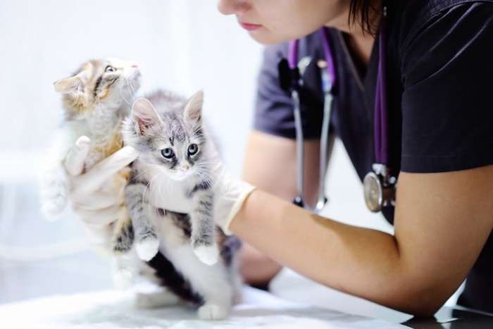 獣医師に診察される二匹の子猫