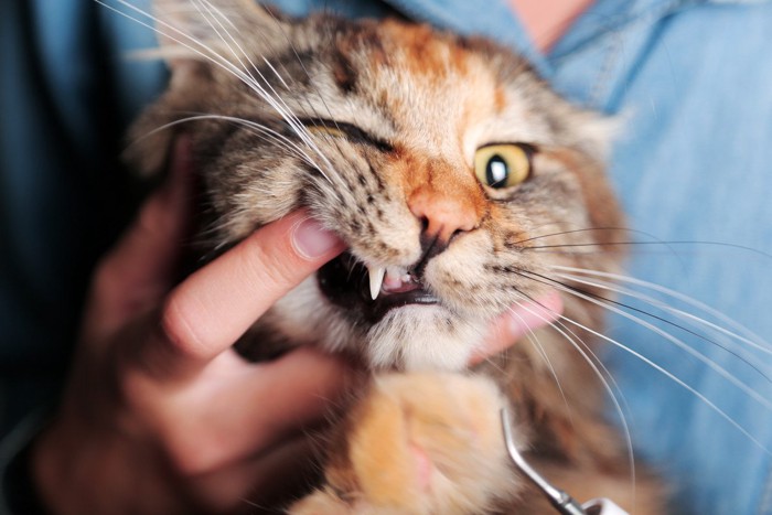 歯を見せている猫