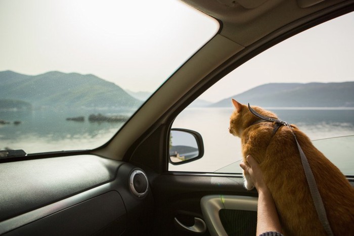 車の中から外を見る猫
