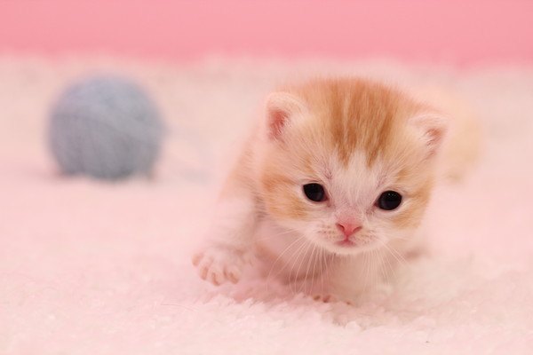 ピンク色のカーペットの上の子猫