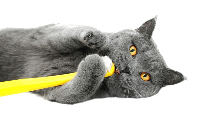 歯ブラシをくわえている猫