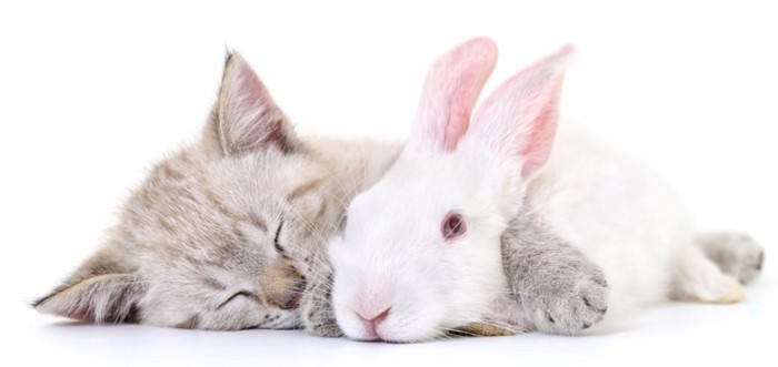 横になる猫とウサギ