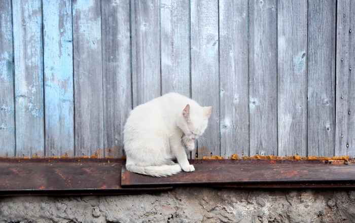 木壁の前にいる白猫