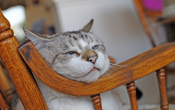 木のカーブに顎を載せて寝る猫