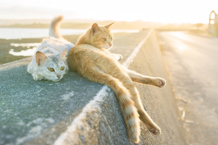 夕日を浴びてくつろぐ二匹の野良猫