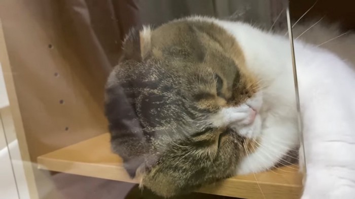 ガラスの扉に頭を押し付けつる猫