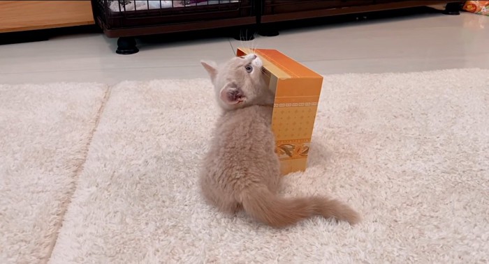 箱の横の猫