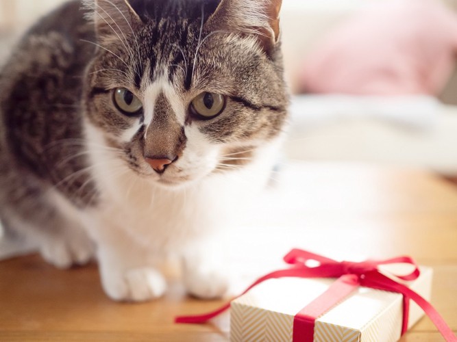 猫とプレゼントの箱