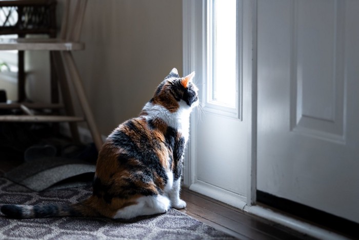 ドアの前で悲しげな猫