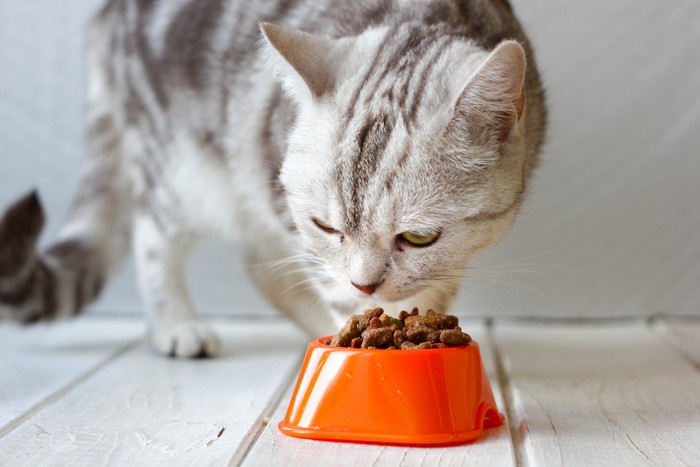 オレンジ色の食器でご飯を食べる猫