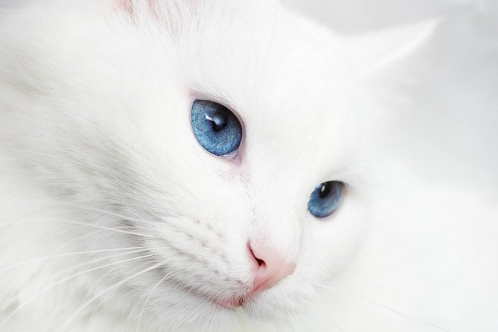 青い目の白猫
