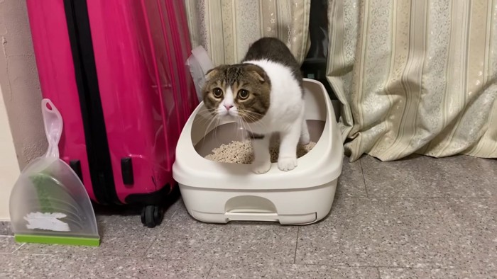 トイレから出てくる猫