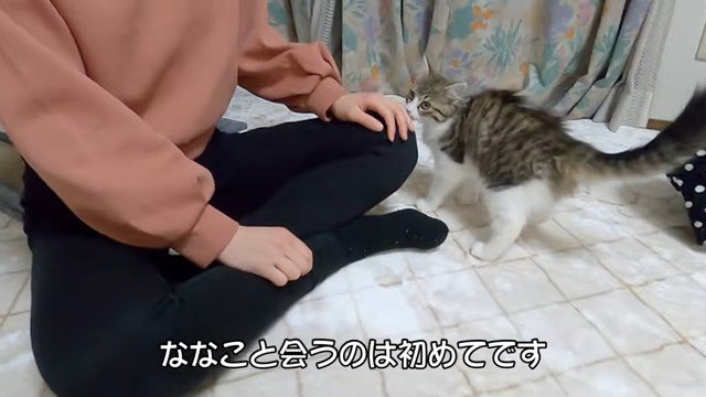 女性に近づく猫