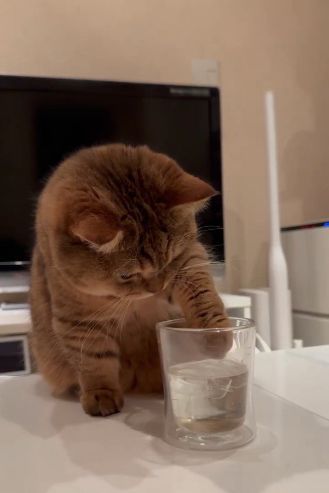 グラスの中に前足を入れる猫