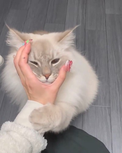 人の手に顔を押し付ける猫