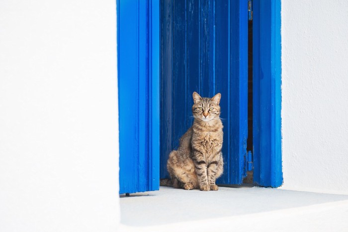 青い扉の前で座ってお見送りをする猫