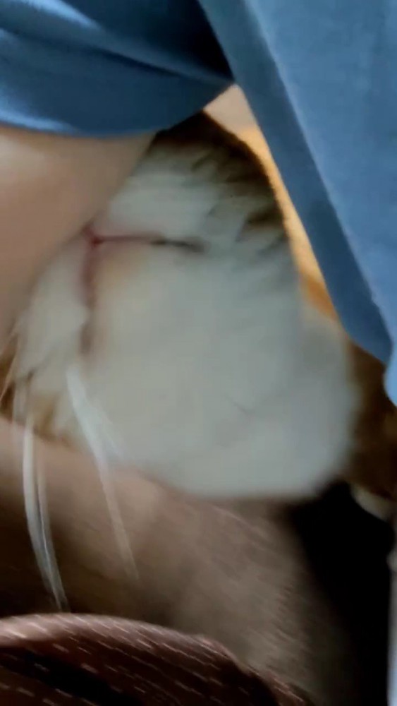 人の腕を顔で押し上げる猫