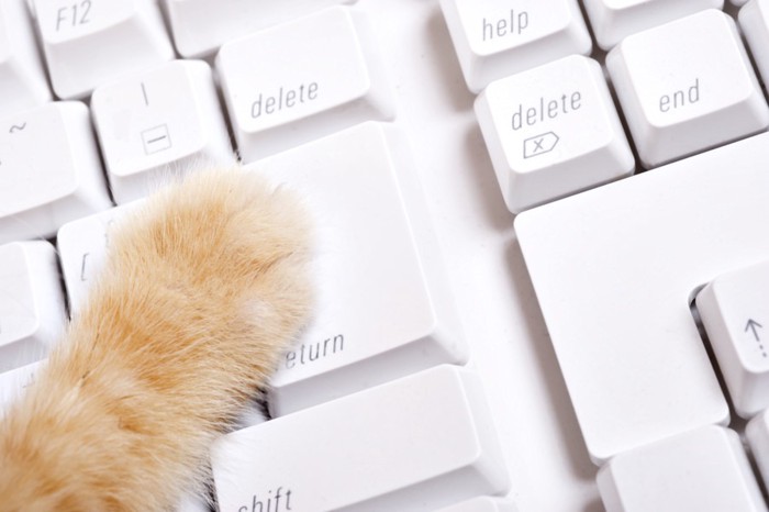 猫の手とキーボード
