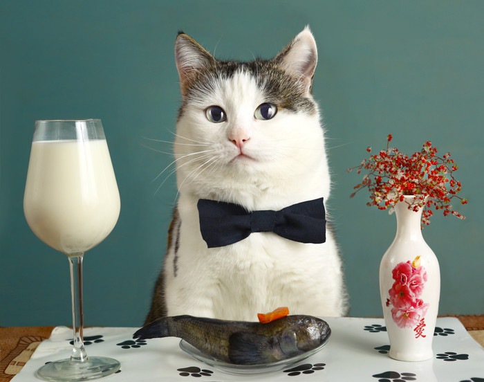 食卓に座る猫の写真